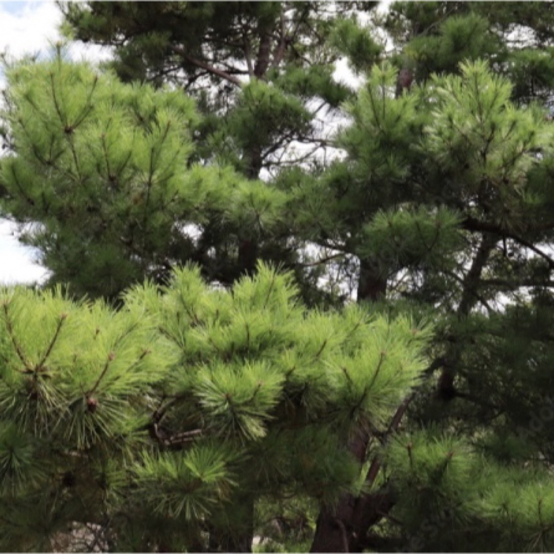 3000g 即購入可　即日発送　岡山県黒松　枝付き松葉　農薬：栽培期間中不使用  食品/飲料/酒の食品(野菜)の商品写真