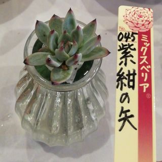 紫紺の矢　札なし　カキコ　発根管理中　ミックスベリア　おらいさん苗(その他)