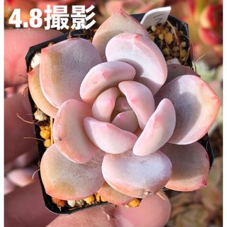 ラウイ×モンロー カット苗 発根済み ピンクに紅葉中 エケベリア 多肉植物(その他)