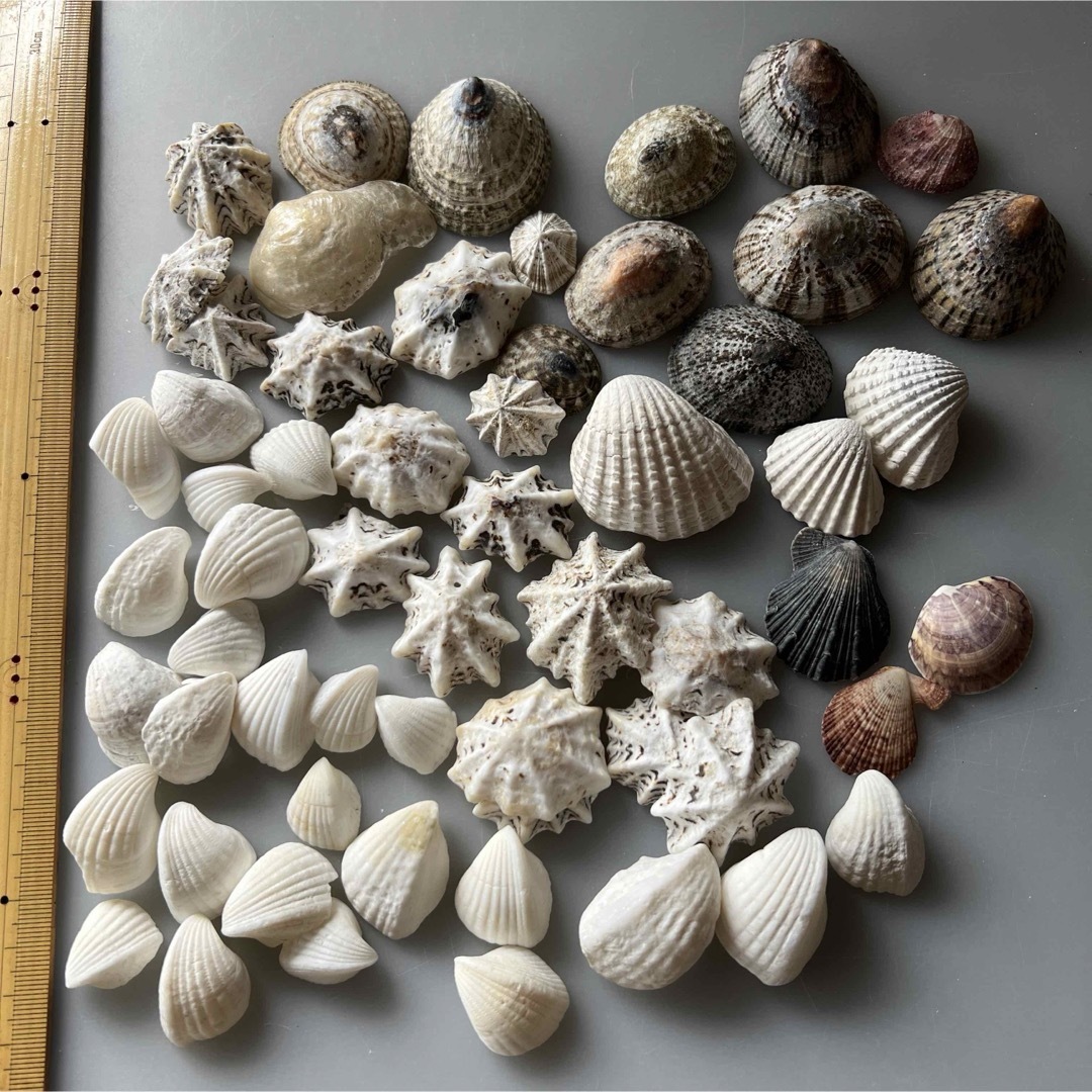 貝殻　シェル　まとめ売り ハンドメイドの素材/材料(その他)の商品写真