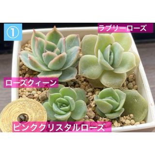 ①ローズクィーン　ラブリーローズ2苗　ピンククリスタルローズ　多肉植物　微根(その他)