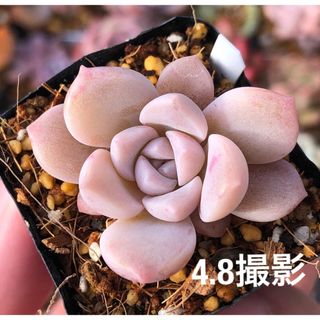 さくらもち 抜き苗 可愛く紅葉中 エケベリア 多肉植物 つぶつぶ(その他)