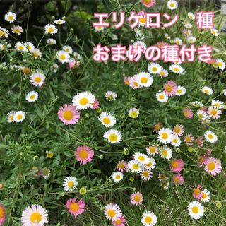 エリゲロン　源平小菊　花の種　小花　多年草(その他)