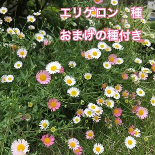 エリゲロン　源平小菊　花の種　小花　多年草(その他)