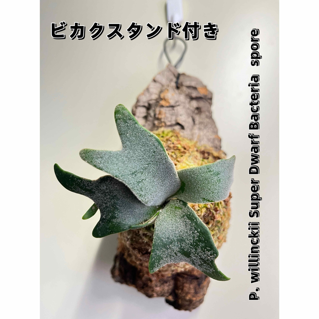ビカクシダ ウィリンキーバクテリア |ビカクシダ、コウモリラン ビカクシダ ウィリンキーバクテリア |ビカクシダ、コウモリラン