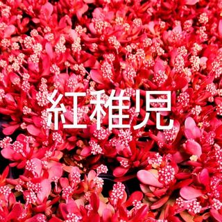 多肉植物  真っ赤な《 紅稚児》 抜き苗(その他)