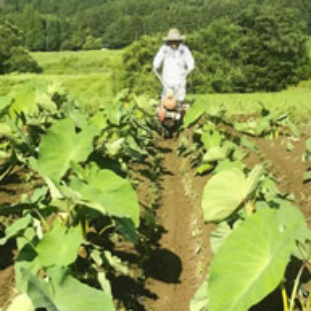 無肥料 無農薬 里芋(1kg)★熊本県★25年以上、自然と共生する究極の自然農法 食品/飲料/酒の食品(野菜)の商品写真