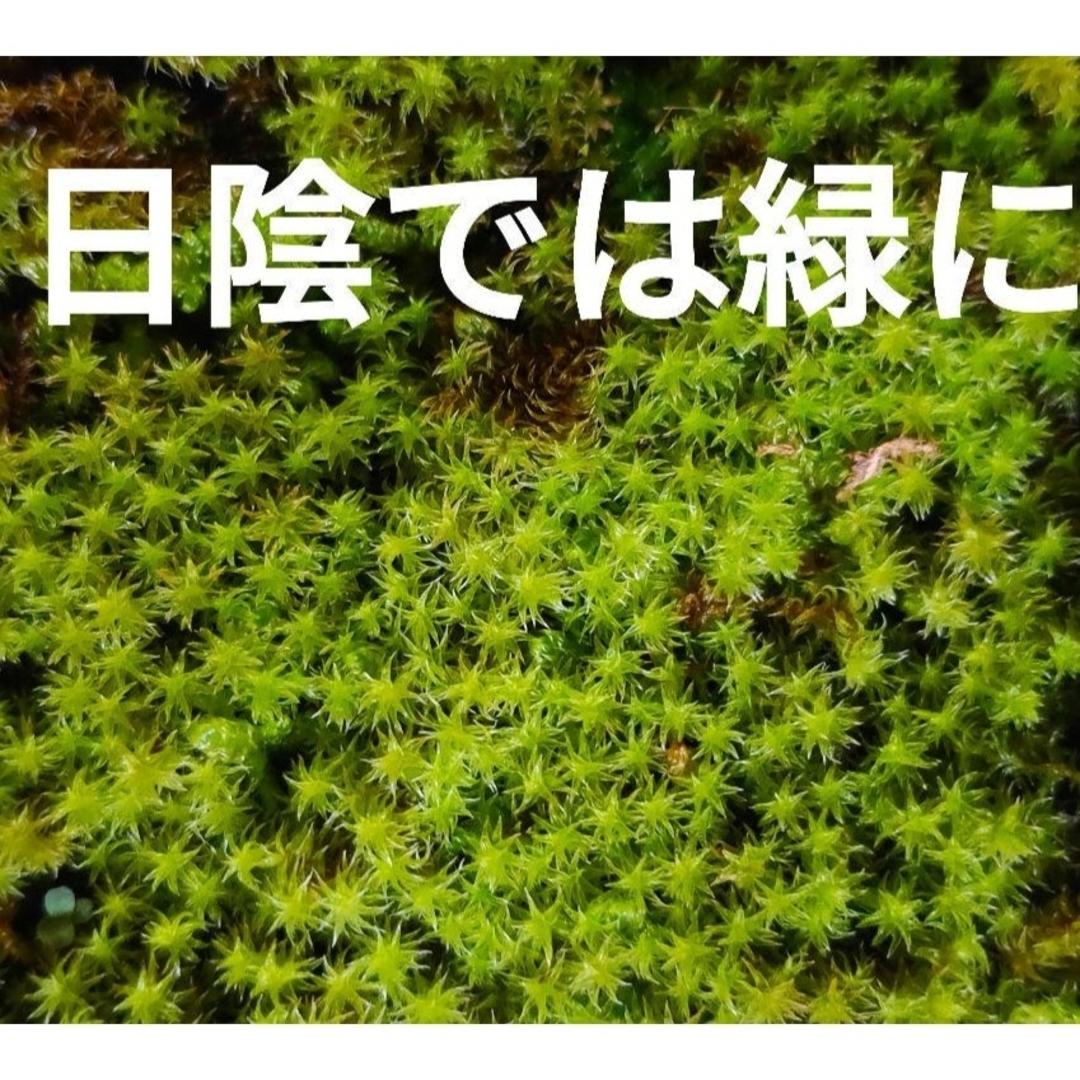 スナゴケ　苔　盆栽　庭植え　苔玉　山苔　テラリウム　コケリウム　苔リウム　鉢植え ハンドメイドのフラワー/ガーデン(その他)の商品写真