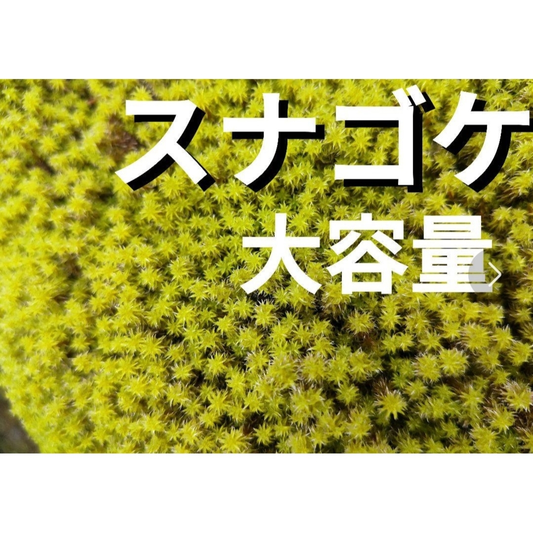 スナゴケ　苔　盆栽　庭植え　苔玉　山苔　テラリウム　コケリウム　苔リウム　鉢植え ハンドメイドのフラワー/ガーデン(その他)の商品写真