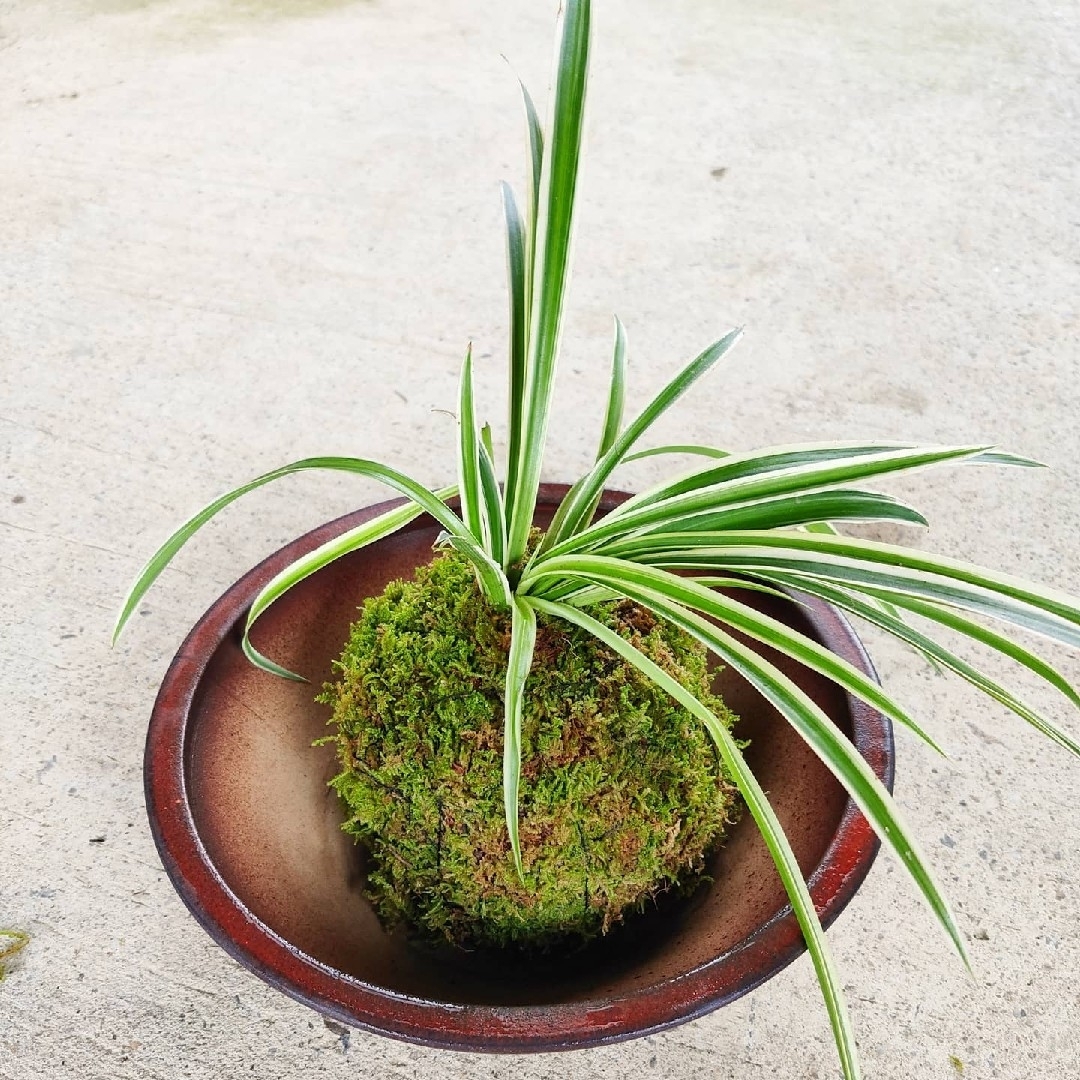 スナゴケ　苔　盆栽　庭植え　苔玉　山苔　テラリウム　コケリウム　苔リウム　鉢植え ハンドメイドのフラワー/ガーデン(その他)の商品写真