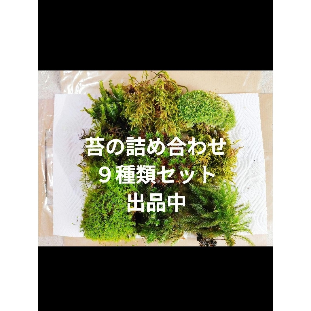 スナゴケ　苔　盆栽　庭植え　苔玉　山苔　テラリウム　コケリウム　苔リウム　鉢植え ハンドメイドのフラワー/ガーデン(その他)の商品写真