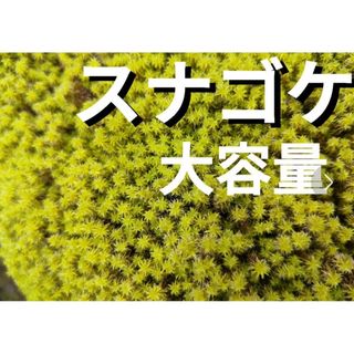 スナゴケ　苔　盆栽　庭植え　苔玉　山苔　テラリウム　コケリウム　苔リウム　鉢植え(その他)