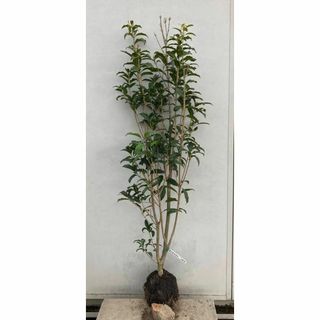 《現品》キンモクセイ　樹高1.3ｍ（根鉢含まず）197【金木犀/苗木/植木/庭木(その他)