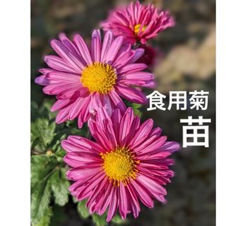 食用菊　花苗　2株セット　抜き苗　☆花付き多く多収穫・ピンクの可愛い菊の花☆(プランター)