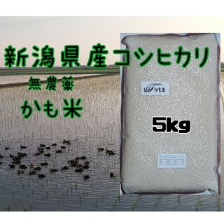 無農薬米新潟県産コシヒカリ5k(米/穀物)