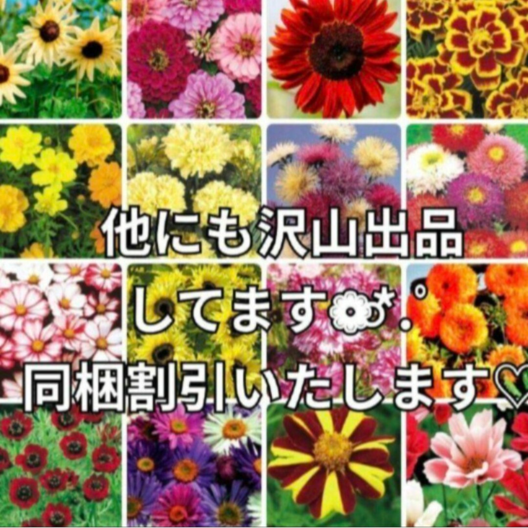 花の種 《ゆらゆら揺れる》リクニス オキュラータ  多年草 宿根草 ハンドメイドのフラワー/ガーデン(その他)の商品写真