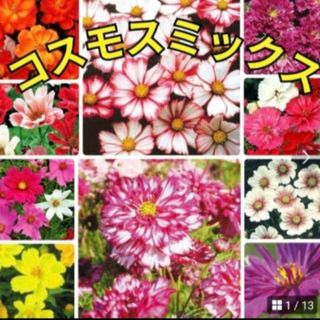 花の種 《珍しい品種多数》コスモス 種 ミックス種 ダブル咲き等(その他)