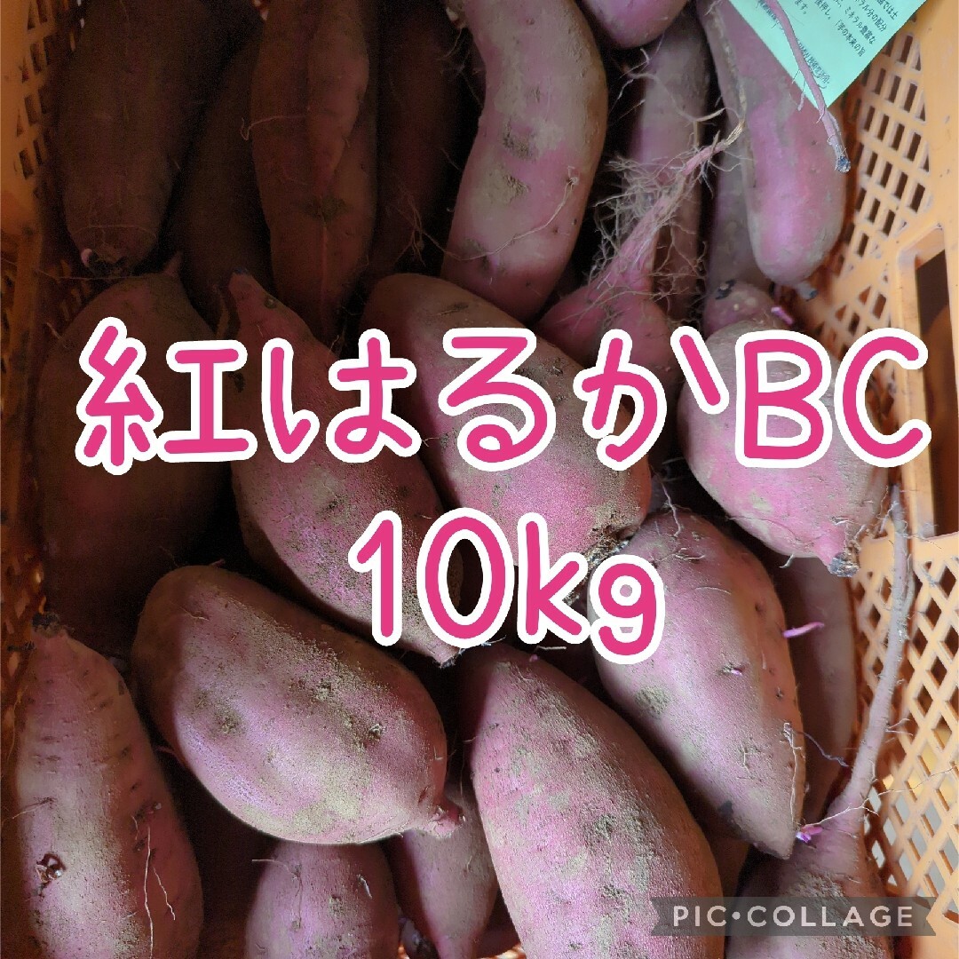 紅はるかBC10kg 食品/飲料/酒の食品(野菜)の商品写真