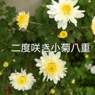 二度咲小菊八重       21(プランター)