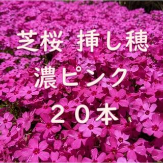 芝桜の挿し穂用カット苗 20本 6～8cm 濃いピンク◆シバザクラ(その他)