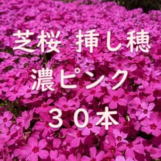 芝桜の挿し穂用カット苗 30本 6～8cm 濃いピンク◆シバザクラ(その他)