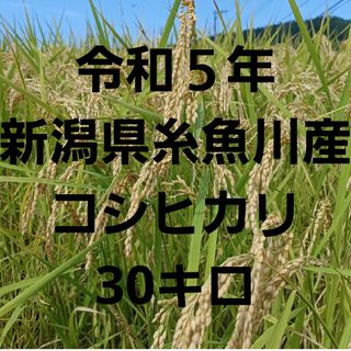 令和５年新潟県糸魚川産☆コシヒカリ玄米30キロ(米/穀物)