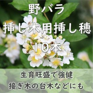 野ばら 挿し木用 挿し穂10本 半ツル性 一重咲き 白い薔薇(その他)