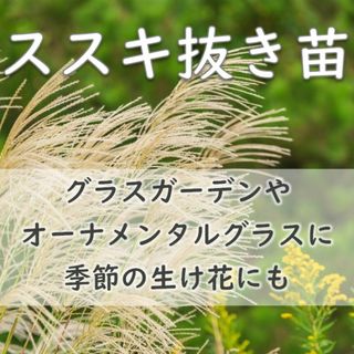山野草◆ススキの抜き苗10芽ほど 生け花やオーナメンタルグラスに(その他)
