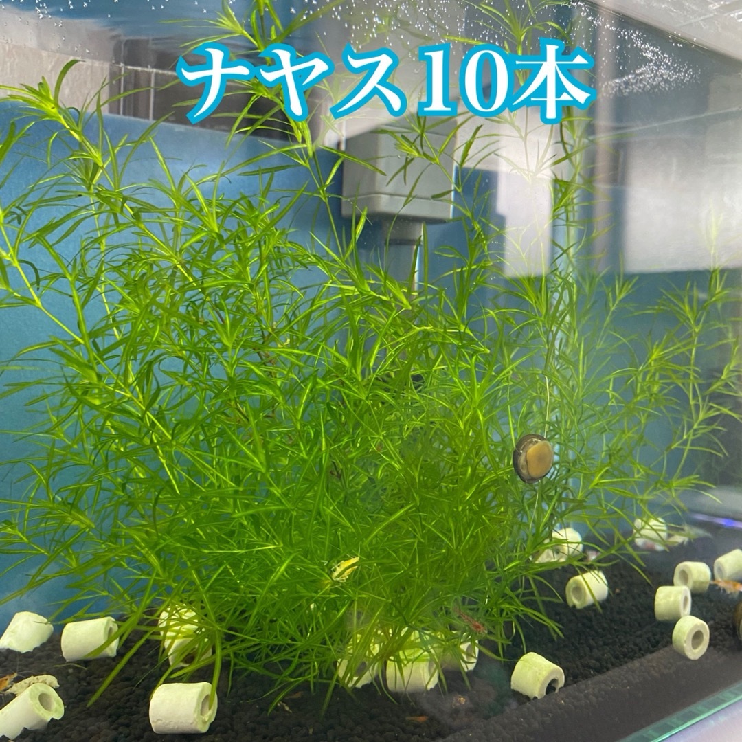 ナヤス 水草 完全無農薬 10本 その他のペット用品(アクアリウム)の商品写真