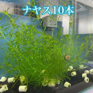 ナヤス 水草 完全無農薬 10本(アクアリウム)