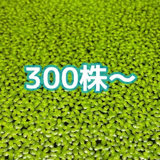 アオウキクサ 細かい浮草 約300株〜(アクアリウム)