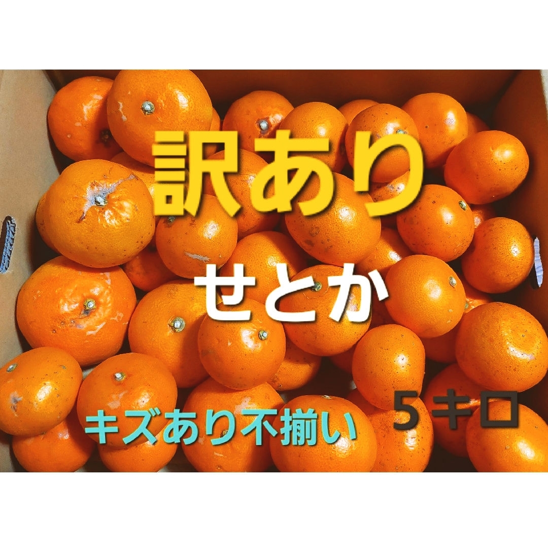 産地直送❕ 香川県産 訳ありせとか ５キロ 食品/飲料/酒の食品(フルーツ)の商品写真