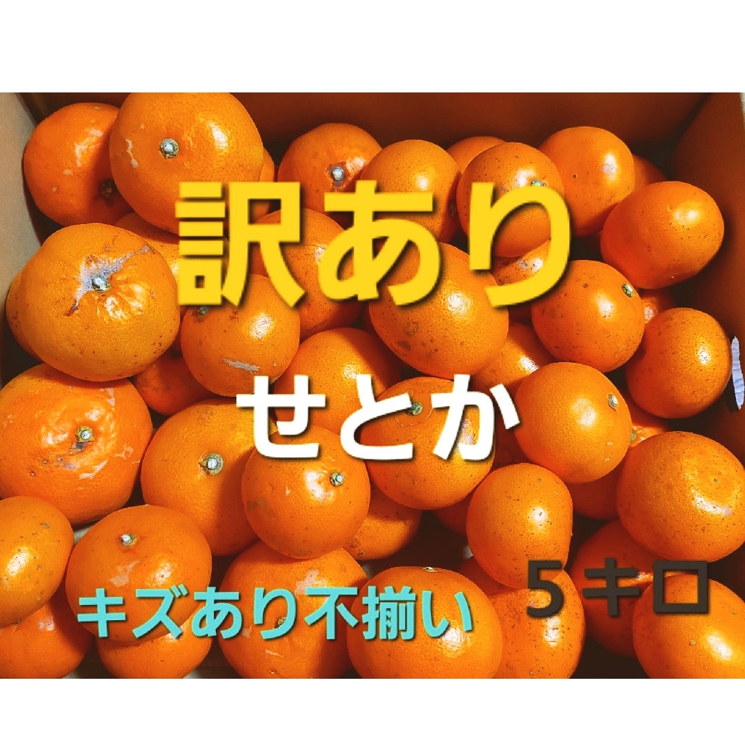 産地直送❕香川県産 訳ありせとか ５キロ 食品/飲料/酒の食品(フルーツ)の商品写真