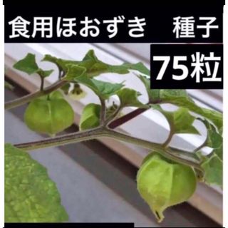 増量中　食用ほおずき　種子　約75粒　種　たね　タネ(その他)