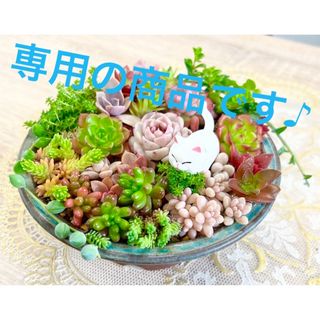 専用★カラフル＆モリモリ★多肉植物・寄せ植えセット♪②(その他)