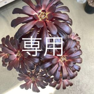 黒法師　アエオニウム(その他)