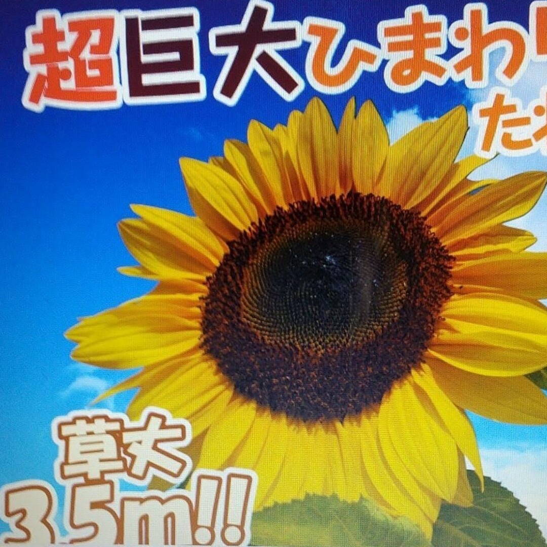 花の種　超巨大ひまわりタイタン ハンドメイドのフラワー/ガーデン(その他)の商品写真