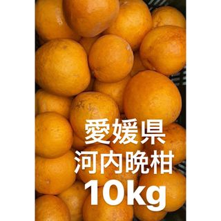 愛媛県産　宇和ゴールド　河内晩柑　柑橘　10kg(フルーツ)