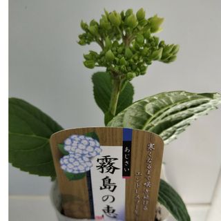 紫陽花苗　紫陽花　季節の花　アナベル　霧島の恵(その他)