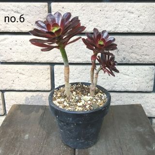 no.6多肉植物黒法師抜き苗(その他)