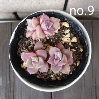 no.9多肉植物パープルディライト葉挿し抜き苗(その他)