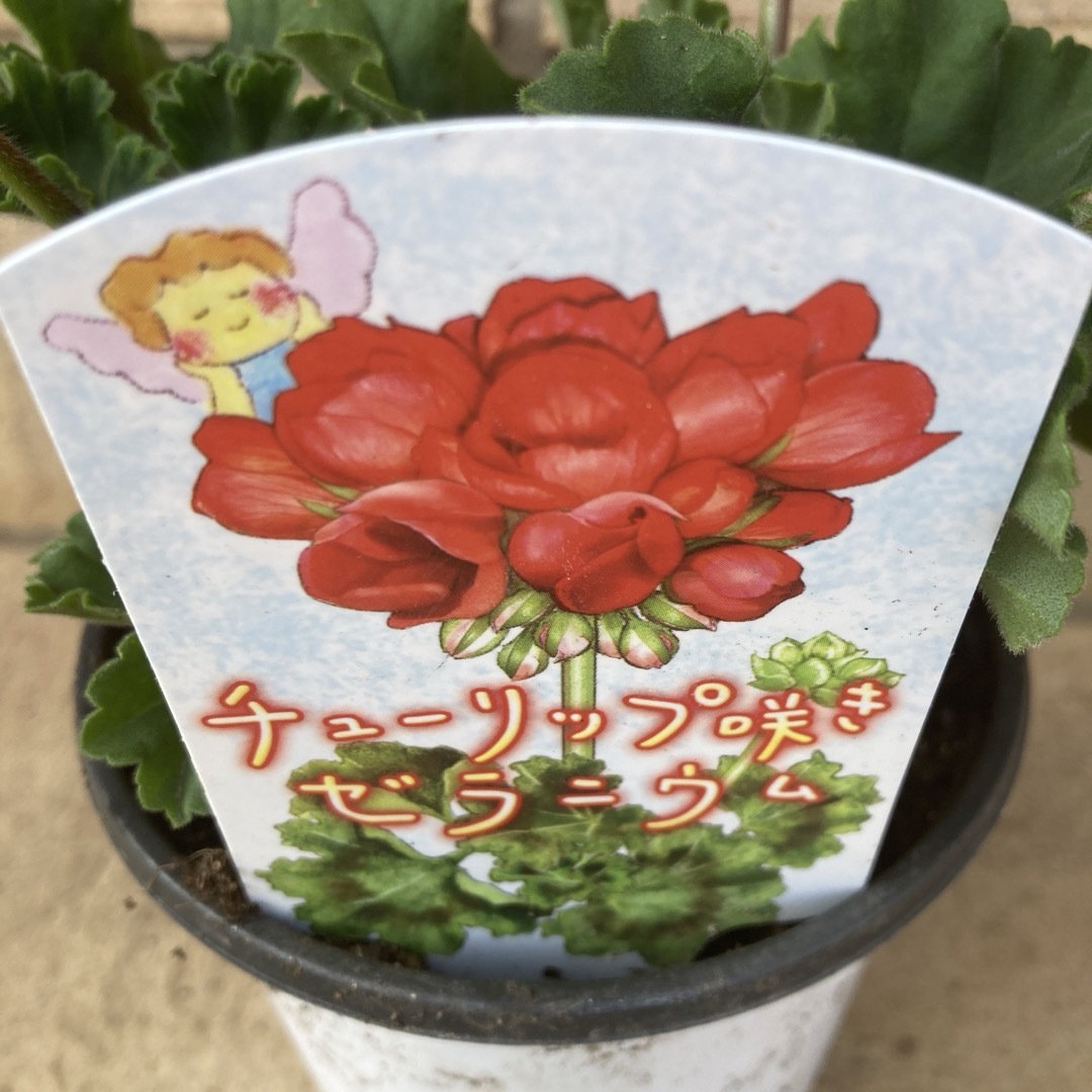 値下　ゼラニウム　チュリップ咲き　レッドパンドラ　根つき　花蕾つき ハンドメイドのフラワー/ガーデン(その他)の商品写真