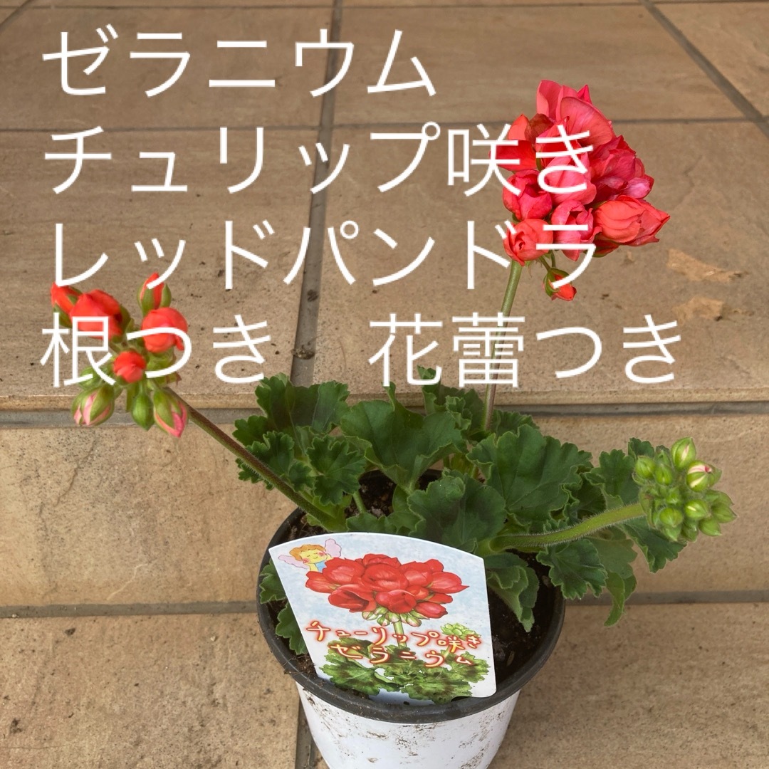 値下　ゼラニウム　チュリップ咲き　レッドパンドラ　根つき　花蕾つき ハンドメイドのフラワー/ガーデン(その他)の商品写真