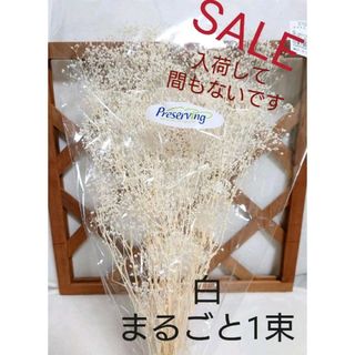 オオチノウエン(大地農園)の大地農園 SALE！ プリザーブドフラワー かすみ草 白 まるごと1束！(各種パーツ)