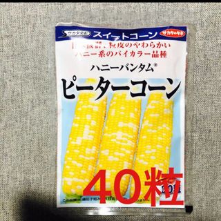 トウモロコシ ピーターコーンの種 40粒　バイカラー(野菜)