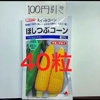 トウモロコシ スイートコーン　ほしつぶコーンの種 40粒(野菜)