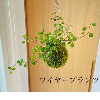 ワイヤープランツの苔玉(その他)