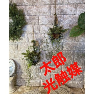光触媒　人工観葉植物　ウォールグリーン　フェイクグリーン　壁掛け流木アレンジ@g(壁掛けミラー)