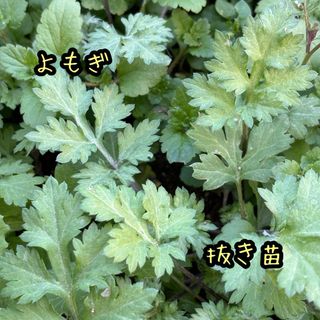 よもぎ   ヨモギ    抜き苗　10苗(野菜)