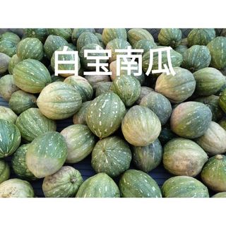 白宝かぼちゃ　１０kg　６〜８玉　1(野菜)